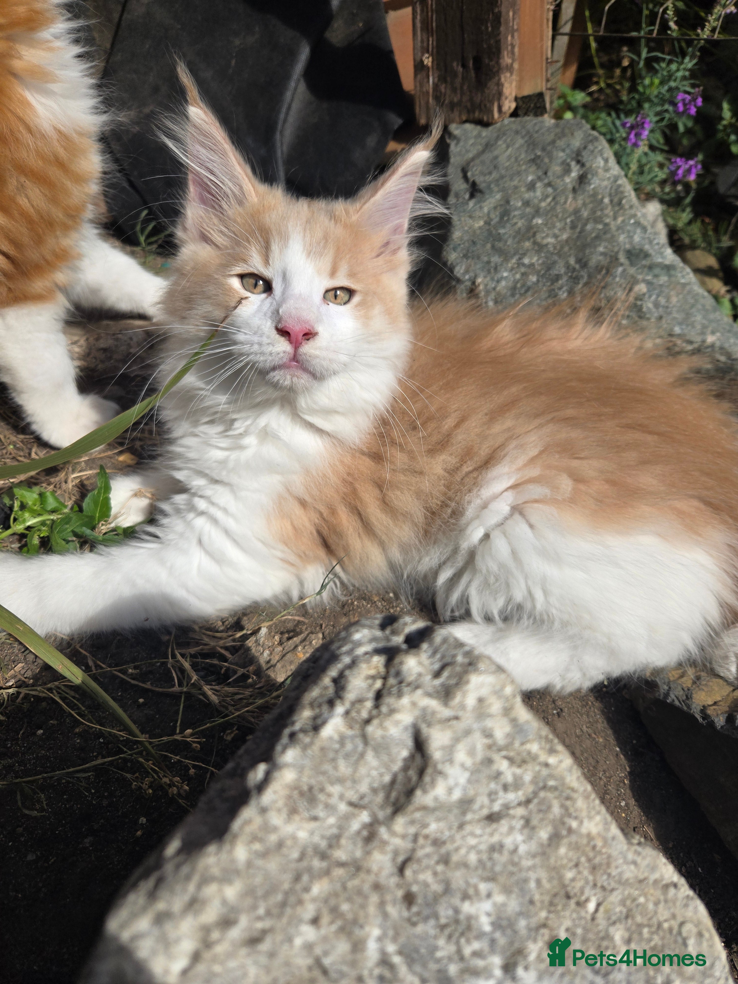 Maine Coon cats Maine coon kittins  for sale - Advert 18