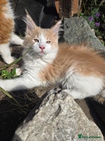Maine Coon cats - Advert 6