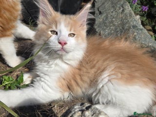Maine Coon cats Maine coon kittins for sale - Advert 1