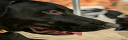 Mixed Breed dogs for sale: Bruno is a rotweiler/lurcher x Spaniel - Advert 3