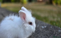 Lionhead rabbits for sale: baby lionheads for sale now 1 boy and 1 girl 😍 - Image 4