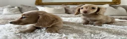 Miniature Dachshund dogs for sale: 👑✨MINI LONG HAIRED CREAMS✨👑 KC ✨ HEALTH TESTED ✨ - Advert 6