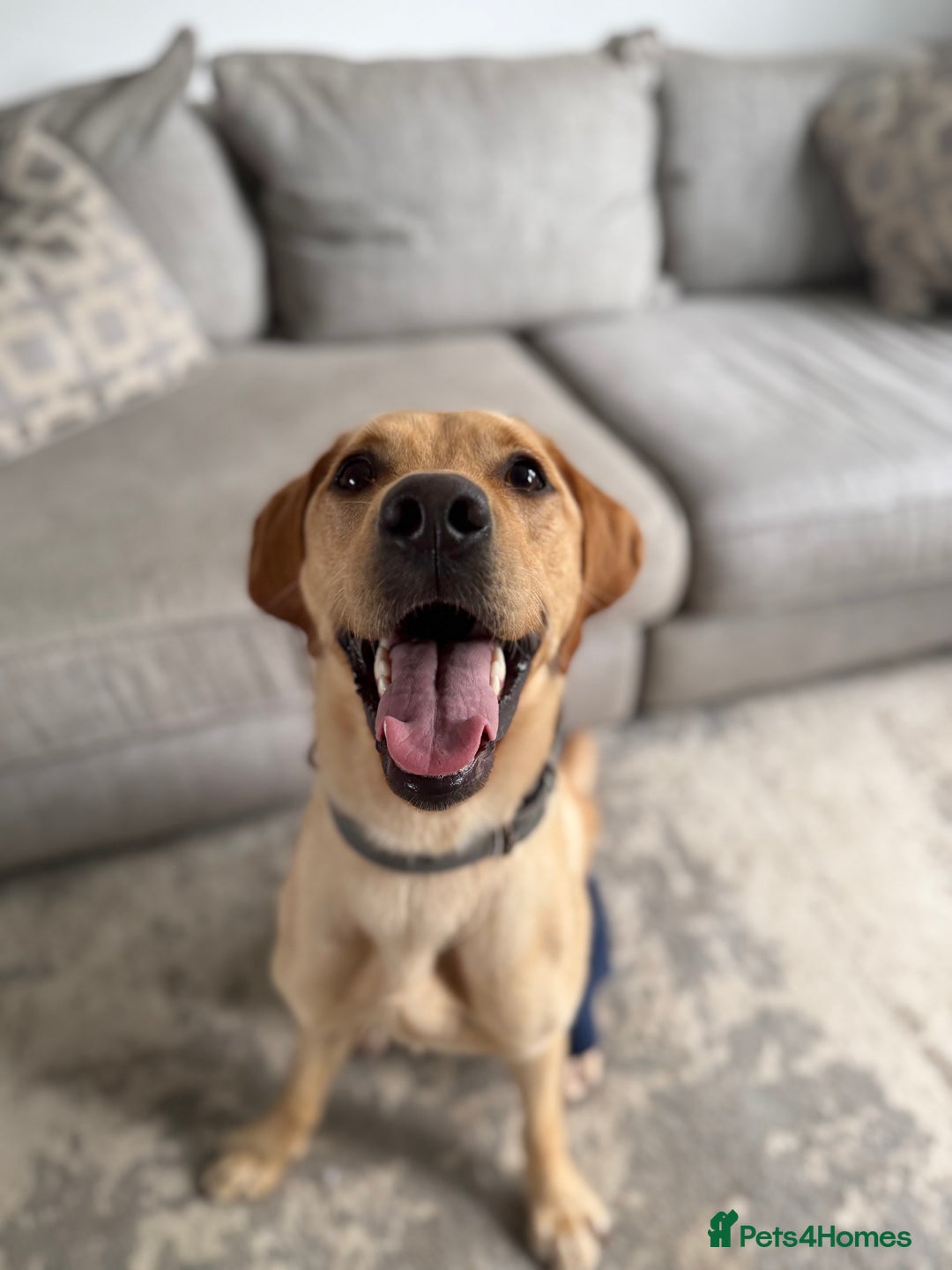 Labrador Retriever dogs for sale: Rehoming our 1 year old Lab - Image 2