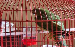 Ringnecks birds for sale: Juvenile DNA sexed Female Ringneck  - Image 3