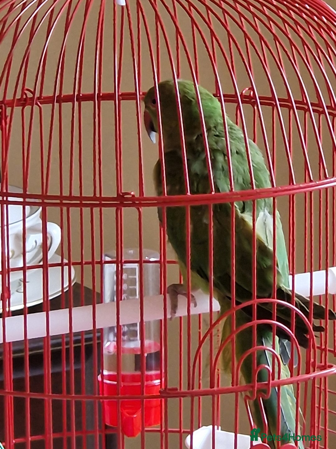 Ringnecks birds for sale: Juvenile DNA sexed Female Ringneck  - Image 3