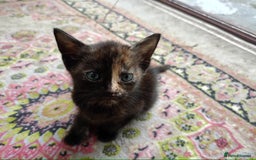 British Shorthair cats for sale: Shosho - Image 1