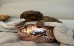 Cavapoo dogs for sale: 🐾 Beautiful F1 Cavapoos – Raised with Love  🐾 - Advert 15