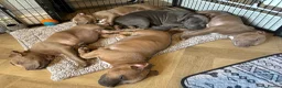 American Bully dogs for sale: American bully puppies  - Advert 12