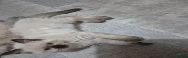 Seal point boy