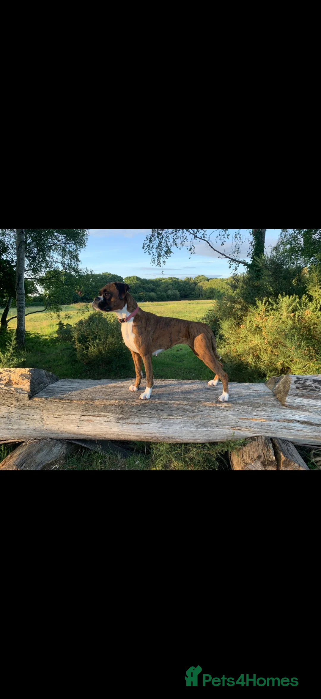 Boxer dogs for sale: KC REG HEART SCORE 0 DM CLEAR BOXER PARENTS - Advert 1