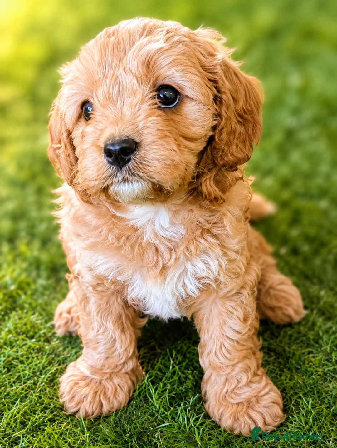 Cavapoo dogs for sale: Advanced trained cavapoos  - Advert 2