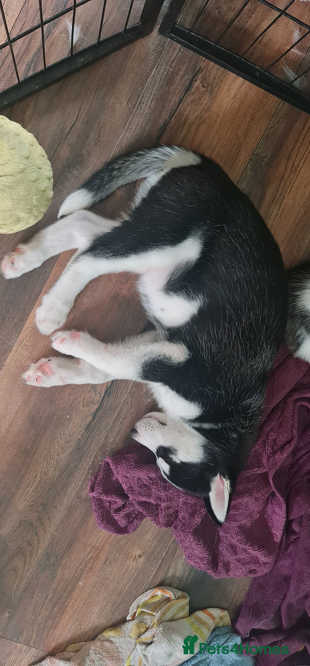 Siberian Husky dogs for sale: Siberian Husky for sale - Image 16