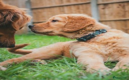 Golden Retriever dogs for sale: Ready now Golden Retriever Puppies KC Dad  - Image 22
