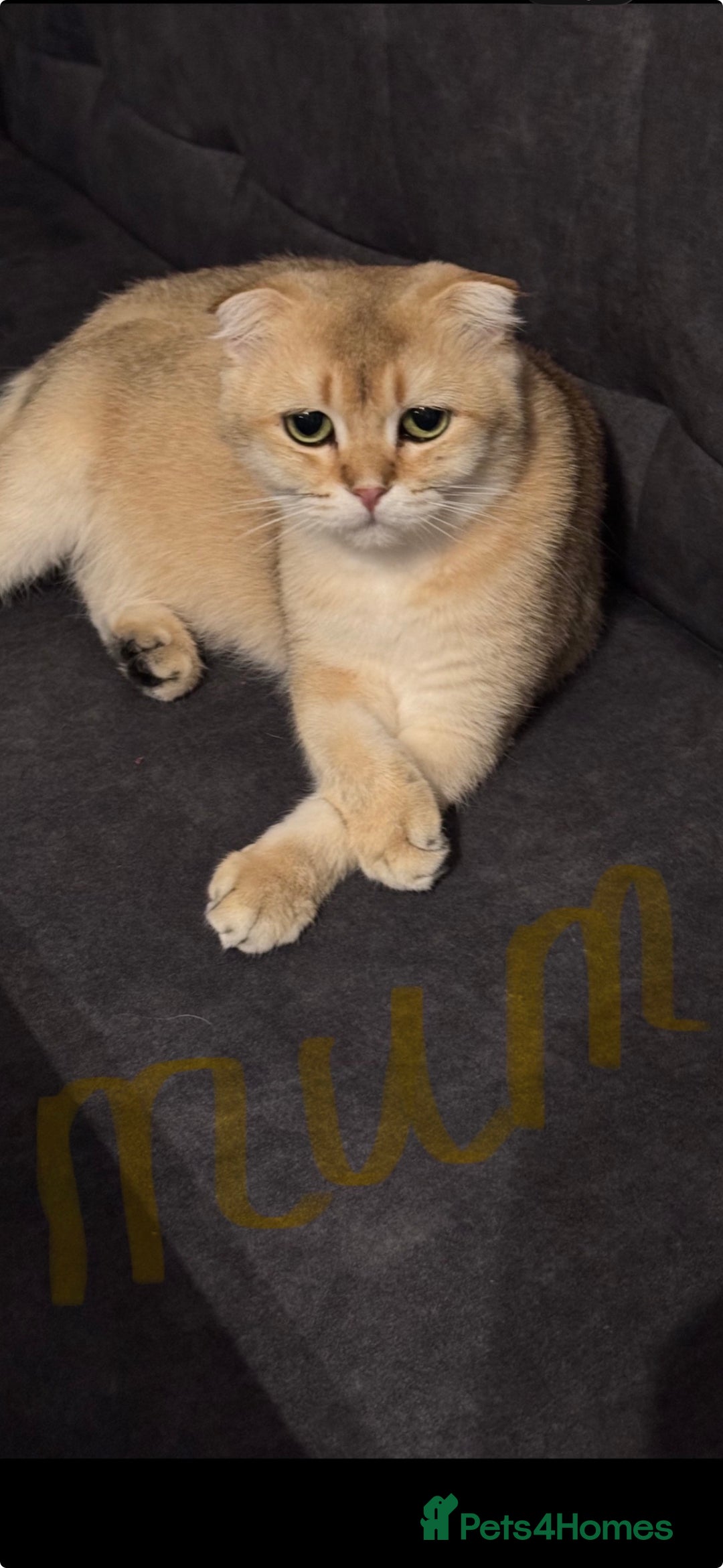 Scottish Fold cats for sale: six purebred Scottish kittens — all female,  - Advert 22