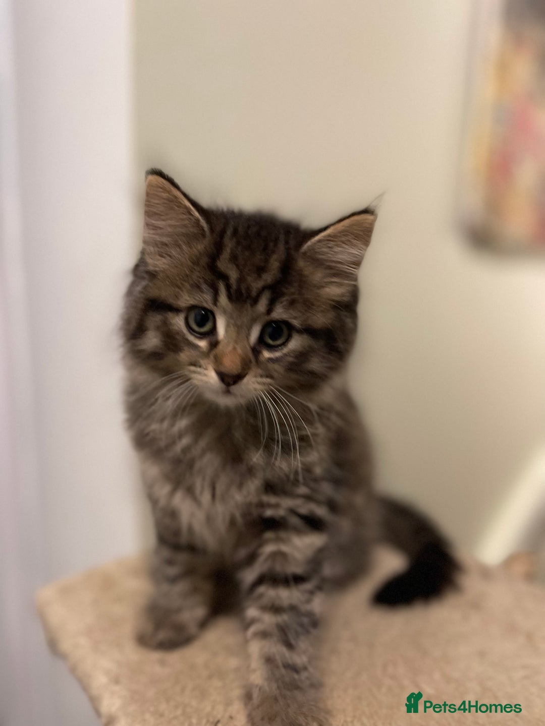 Mixed Breed cats for sale: Beautiful mixed kittens long and shorty hair - Advert 2