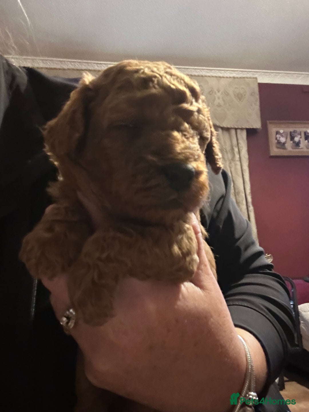 Cockapoo dogs for sale: Toy cockapoo puppies 3 boys 2 girls fox red  - Image 7