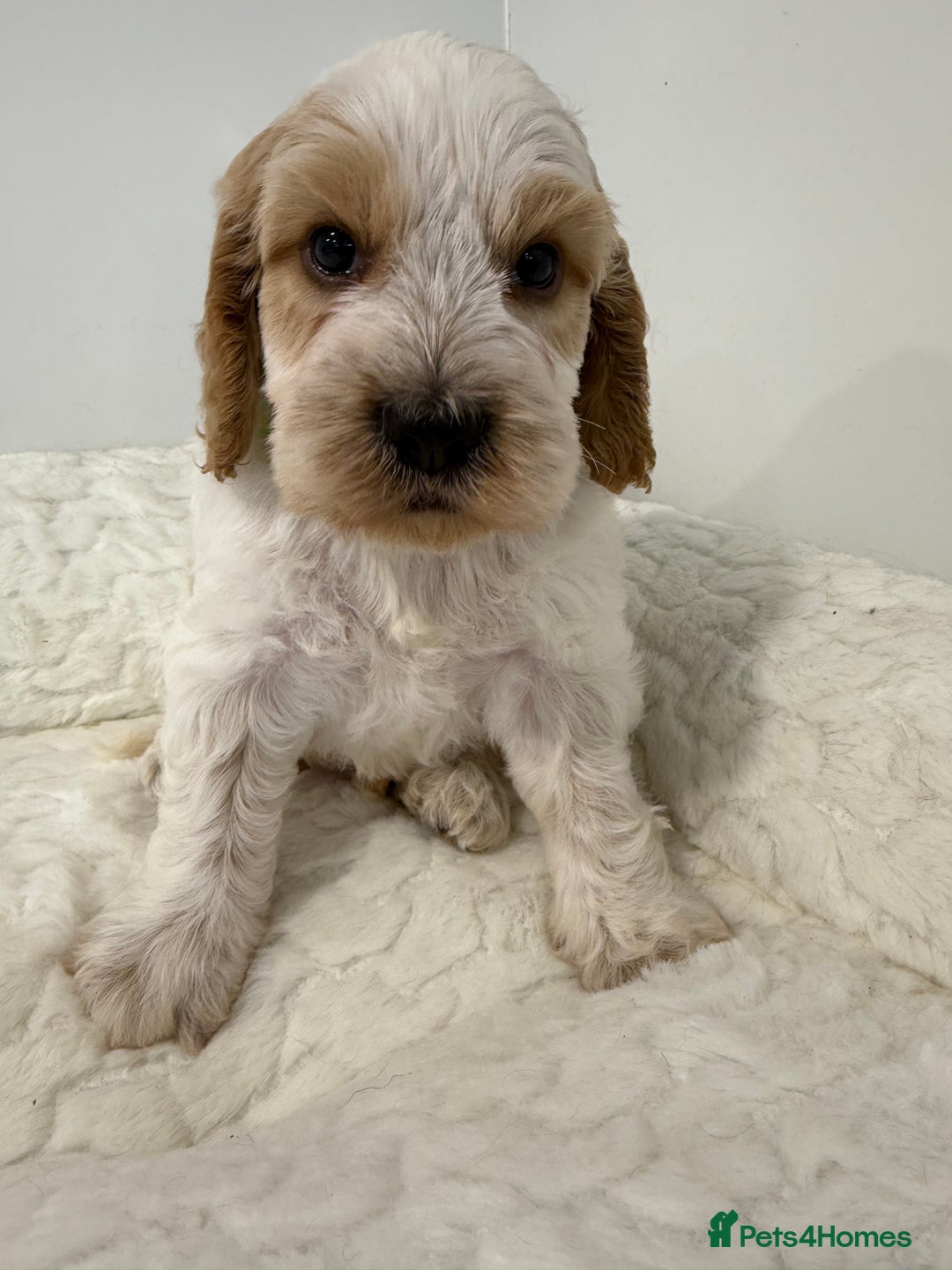 Cockapoo dogs for sale: Wait list open for our upcoming litter. - Advert 12