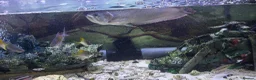 Other/Mixed Breed fish for sale: Large silver arowana - Advert 1