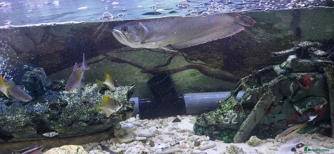 Other/Mixed Breed fish for sale: Large silver arowana - Advert 1