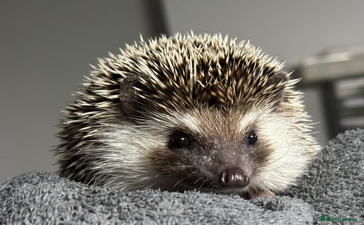 Pygmy Hedgehog rodents - Advert 3