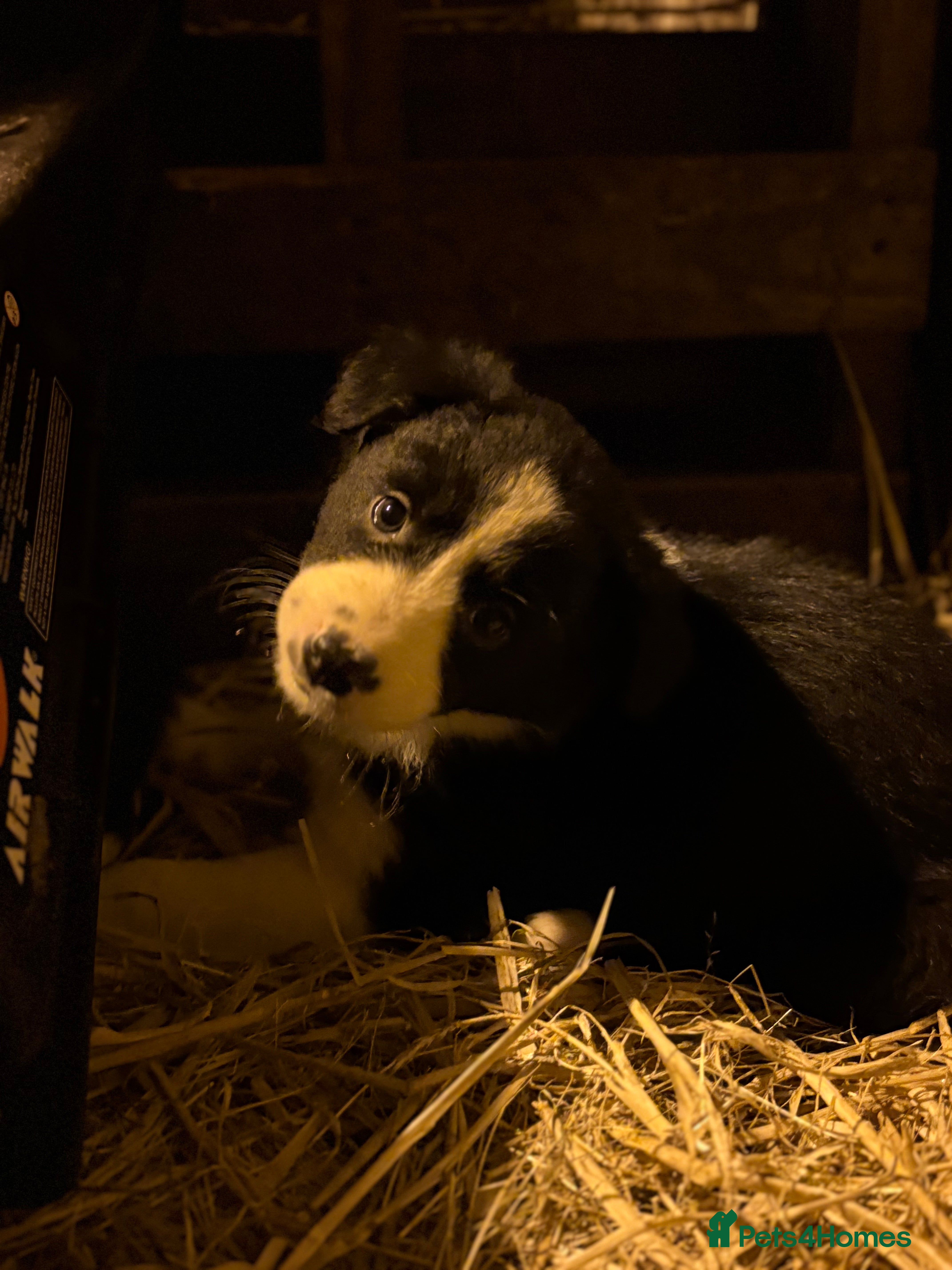 Border Collie dogs Collie pups  - Advert 1