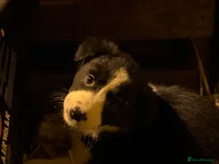 Border Collie dogs Collie pups - Advert 3