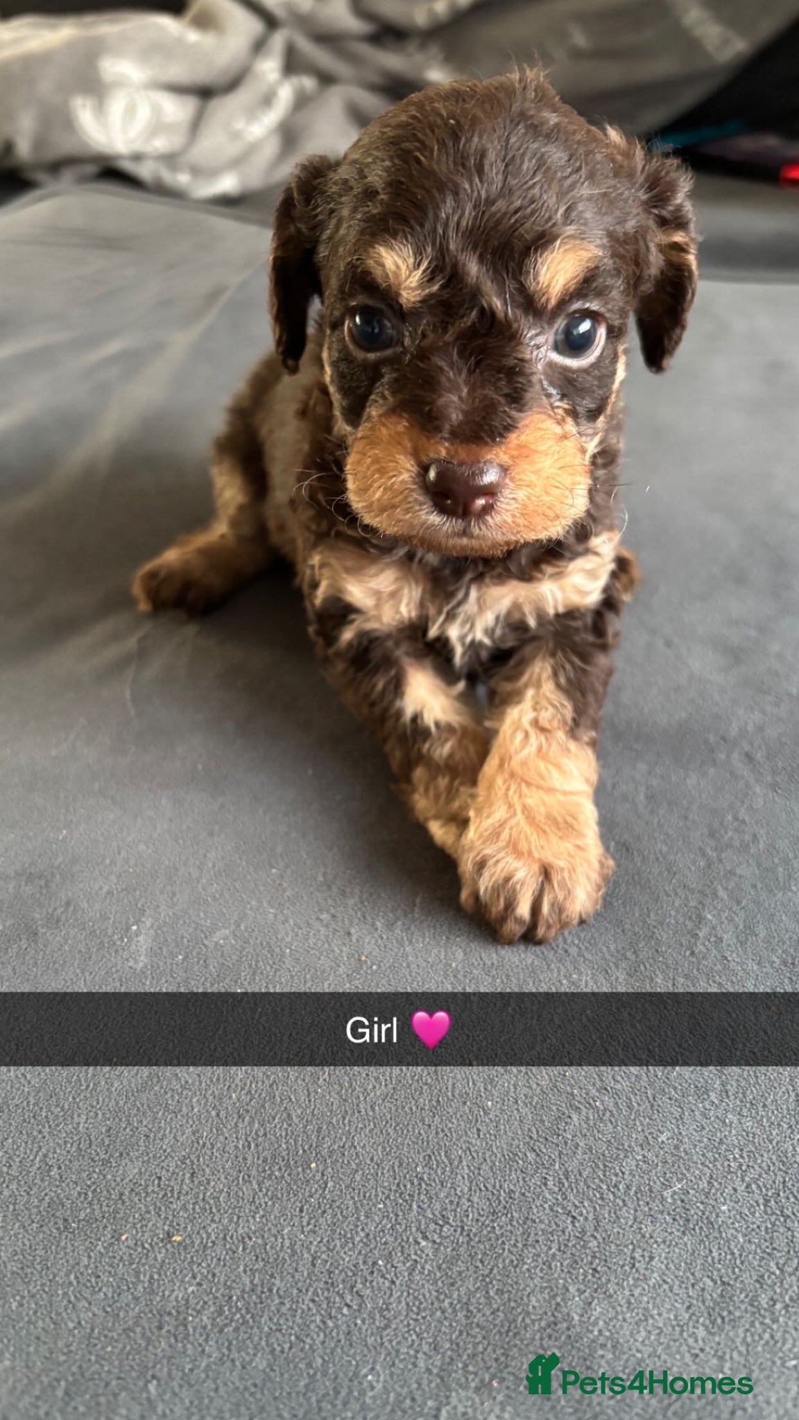 Labradoodle dogs Miniature labradoodles F1B for sale PHANTOM - Advert 8