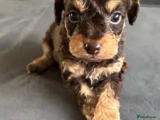 Labradoodle dogs Miniature labradoodles F1B for sale PHANTOM - Advert 8