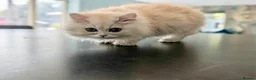 Persian cats for sale: **Last One** beautiful Persian kittens - Advert 5