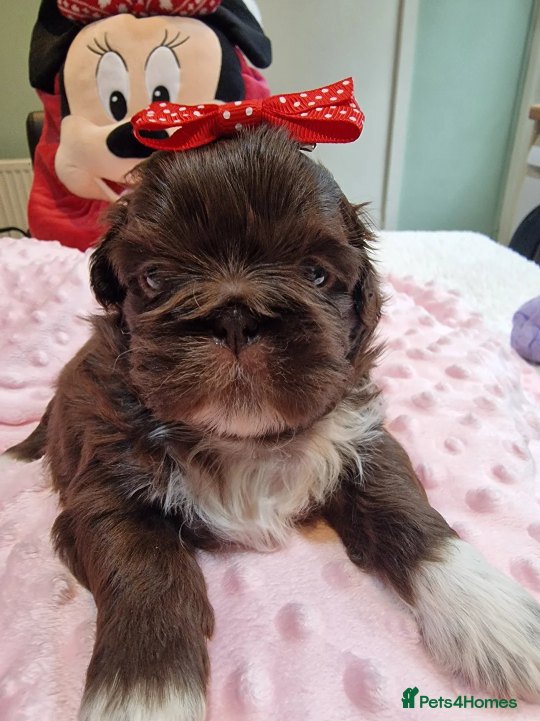 Shih Tzu dogs for sale: 🌸 Beautiful Shih Tzu Girls Available - Advert 2