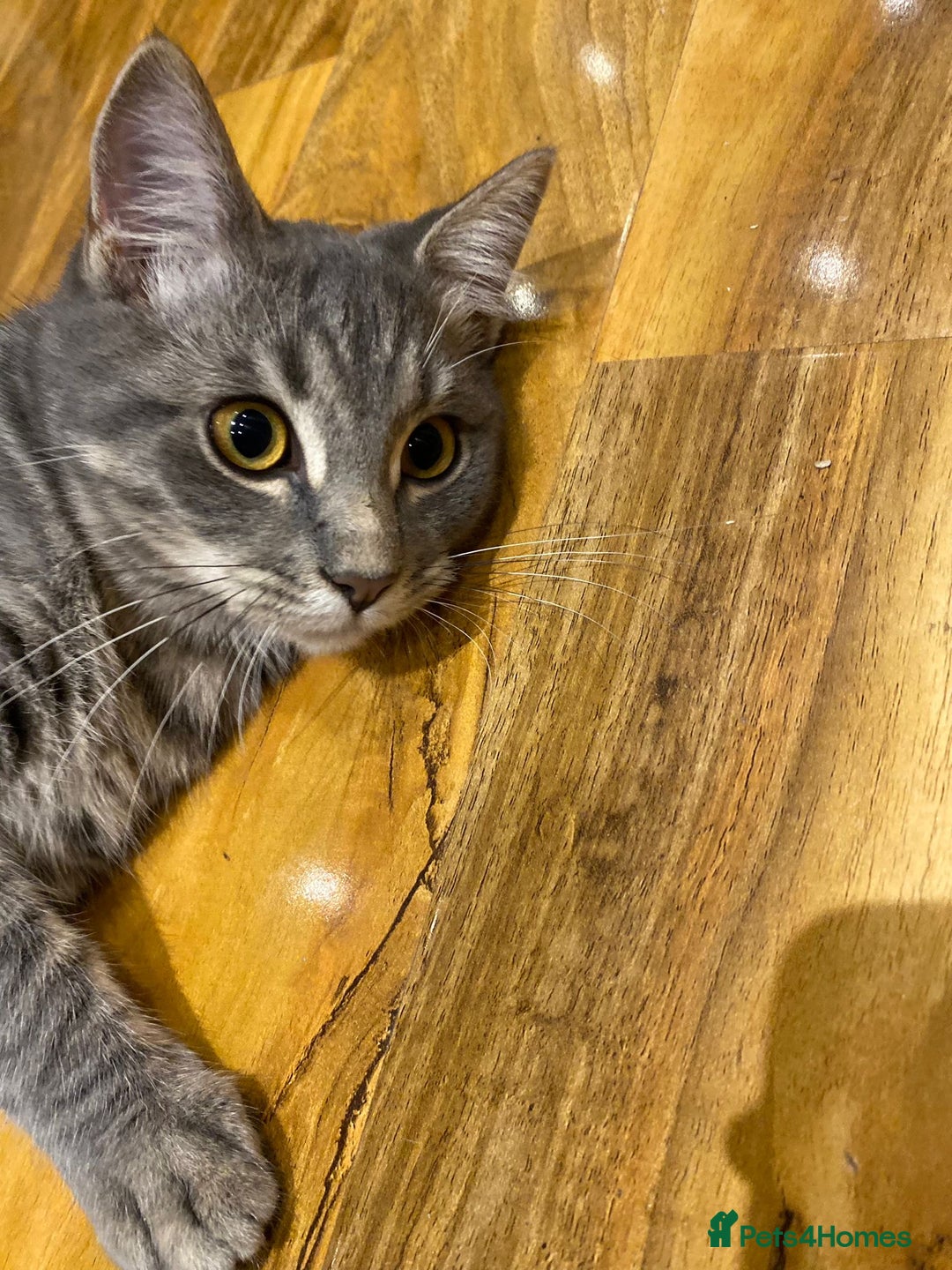 British Shorthair cats for sale: Male Siberian x British Shorthair Lynx–Gorgeous 🩵 - Image 3