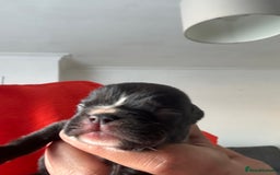 Frug dogs for sale: 4 Male Frugs, Available now! - Image 18