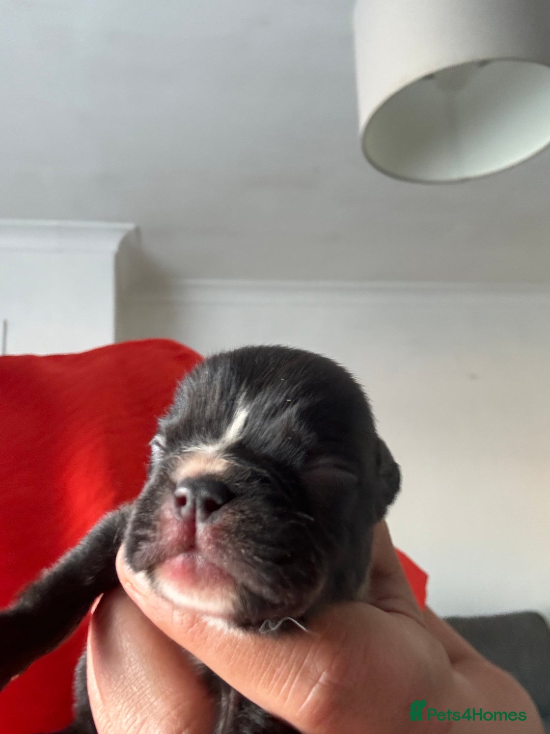 Frug dogs for sale: 4 Male Frugs, Available now! - Image 18