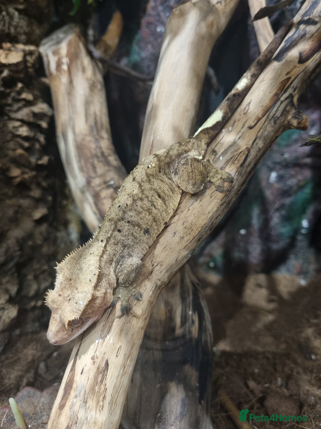 Gecko reptiles for sale: Breeder Geckos 2 Feemales 1 Male - Advert 1