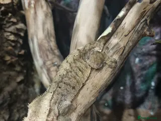 Gecko reptiles Breeder Geckos 2 Feemales 1 Male - Advert 2