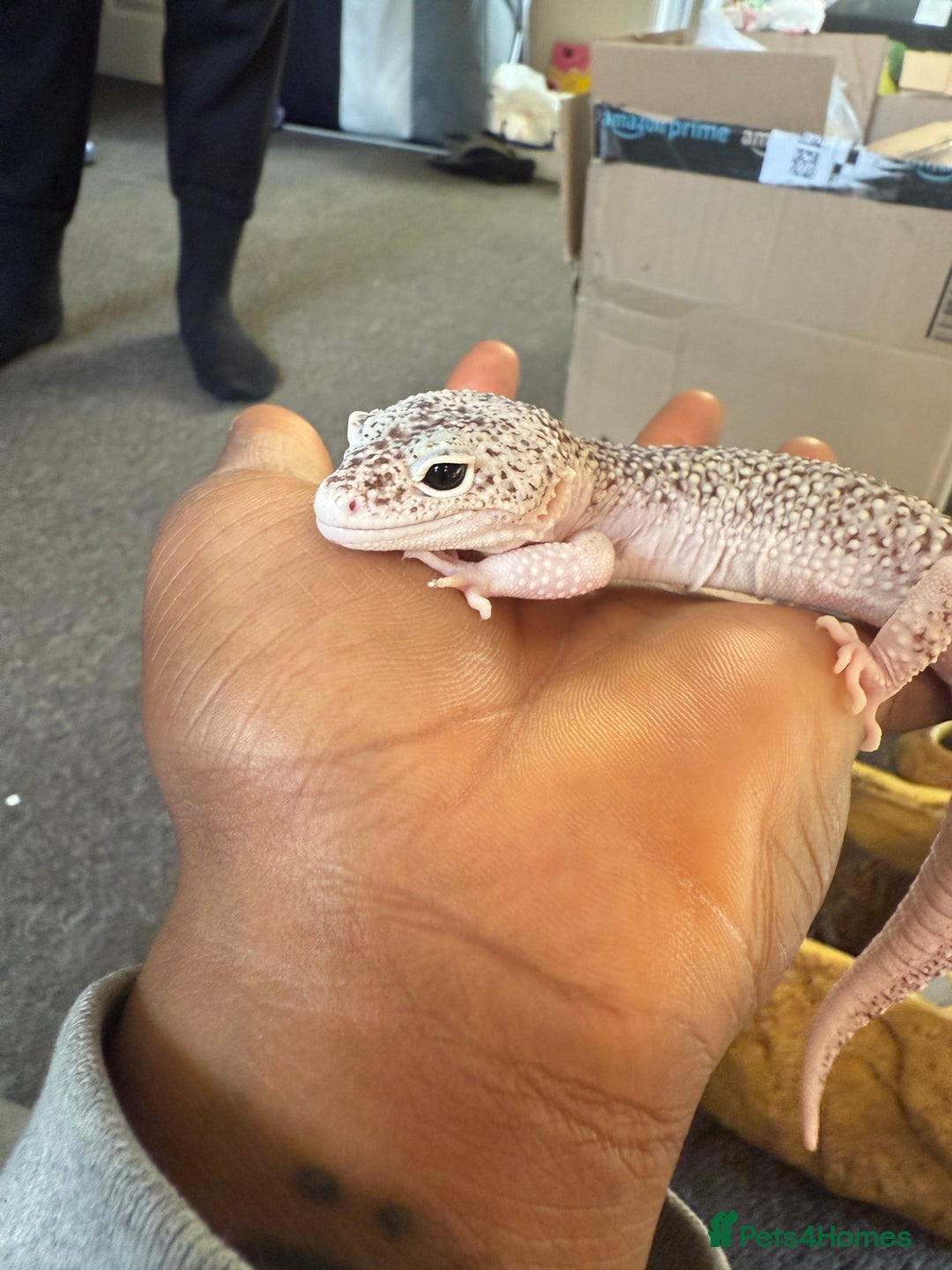 Leopard Gecko reptiles for sale: Leopard geckos for sale  - Advert 13