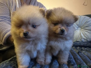 Pomeranian dogs Pedigree Pomeranian puppies for sale - Advert 18