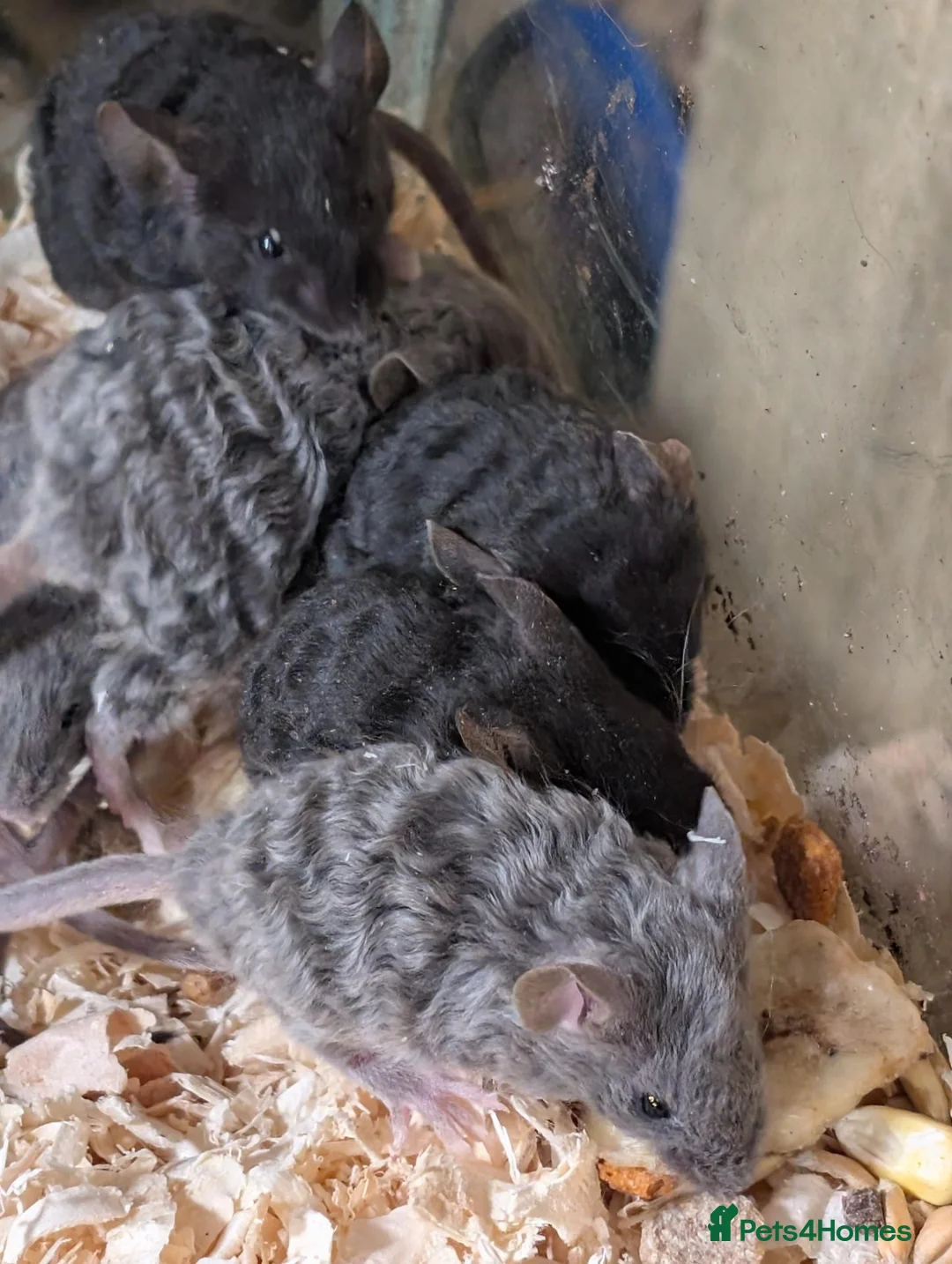 Mouse rodents for sale: Mixed sex Rex coat Mice - Advert 3