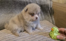 Pomeranian dogs for sale: Rare miniature Teddy face pomeranian puppies  - Image 35