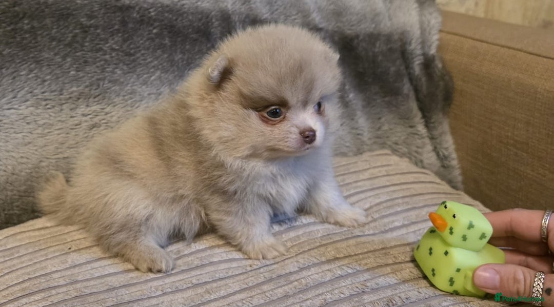 Pomeranian dogs for sale: Rare miniature Teddy face pomeranian puppies  - Image 35