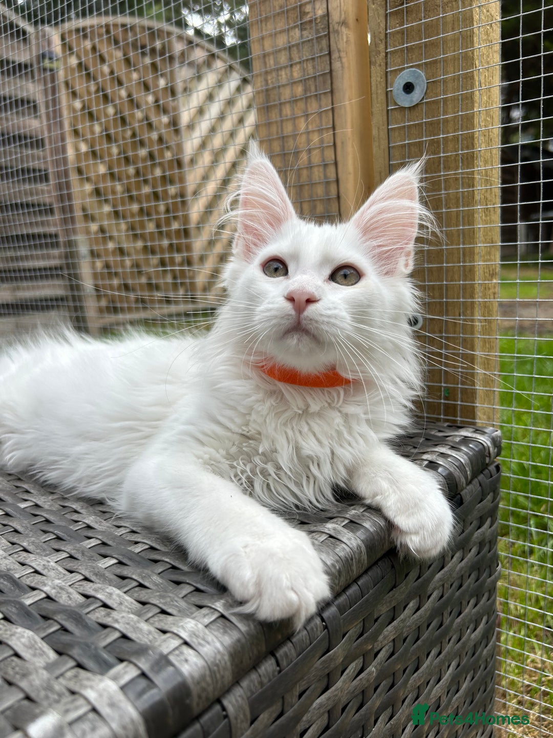 Maine Coon cats for sale: Pedigree TICA Reg Mine coon kittens  - Image 20