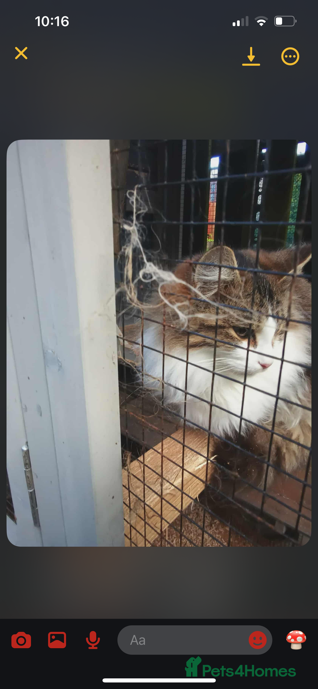 Mixed Breed cats for sale: Cheodie - Rehome - Maine Coon Mix - Advert 2