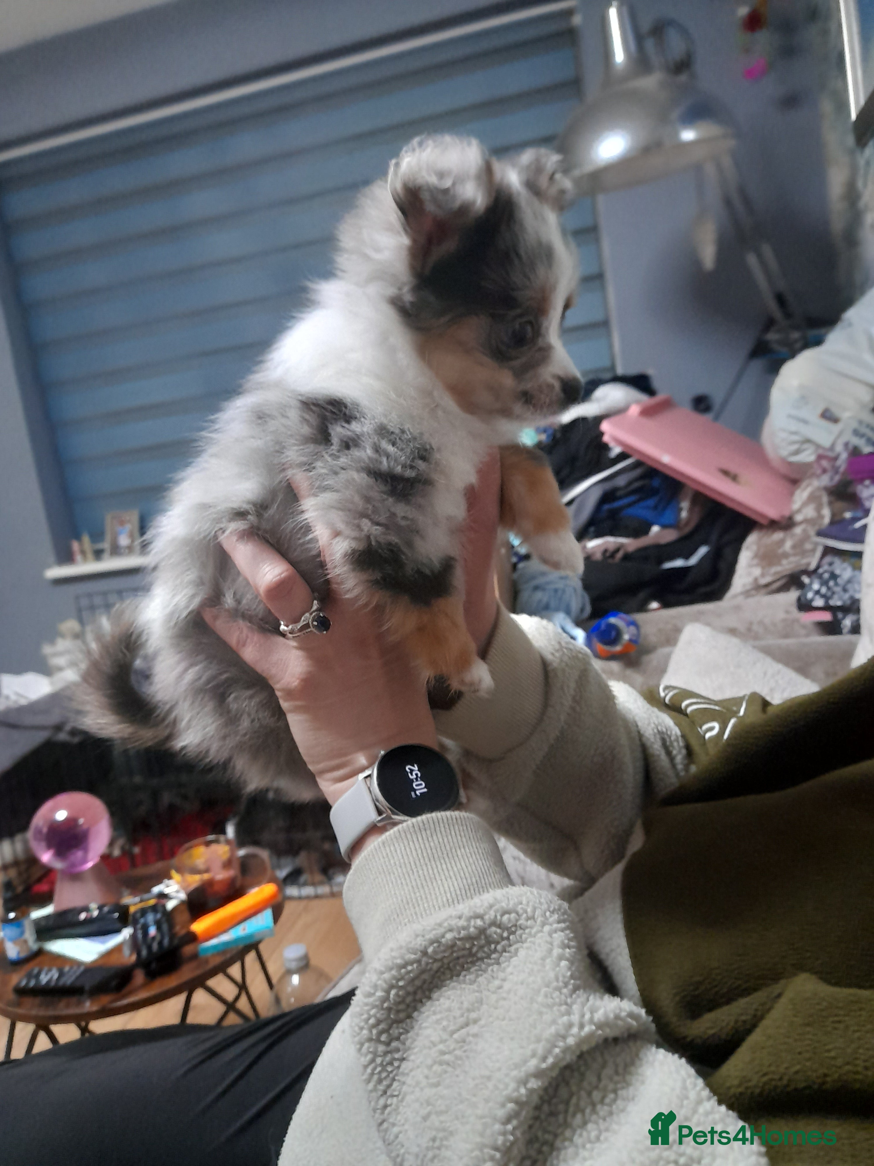 Pomchi dogs lovley little girl toy pomchi she has 4/5 coulour  - Advert 4