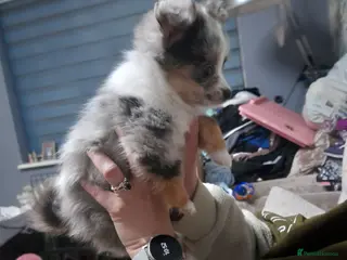 Pomchi dogs lovley little girl toy pomchi she has 4/5 coulour - Advert 4