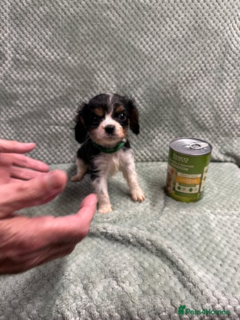 Cavalier King Charles Spaniel dogs - Advert 3