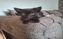 Domestic Shorthair cats for sale: Kittens for sale mother is half maine coon - Image 11