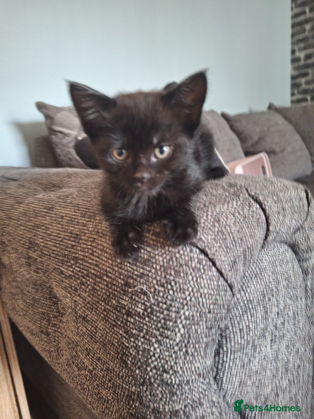 Domestic Shorthair cats for sale: Kittens for sale mother is half maine coon - Image 11