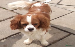 Cavalier King Charles Spaniel dogs for sale: Cavalier king charles Pedigree reg health tested - Image 3