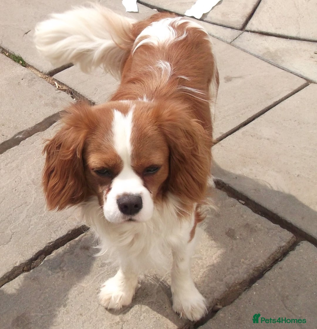 Cavalier King Charles Spaniel dogs for sale: Cavalier king charles Pedigree reg health tested - Image 3