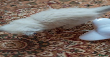 Siberian cats - Advert 15
